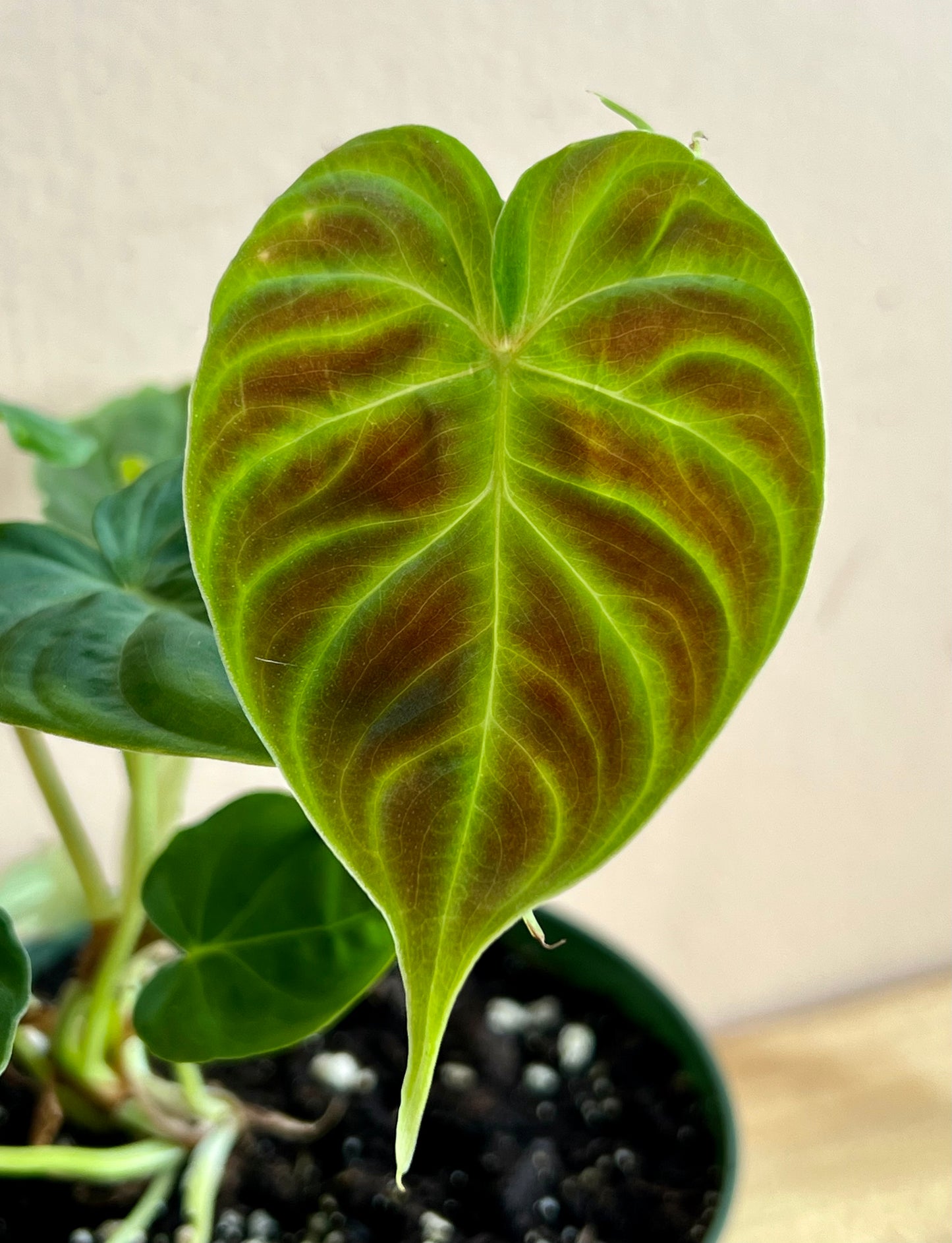 Philodendron verrucosum