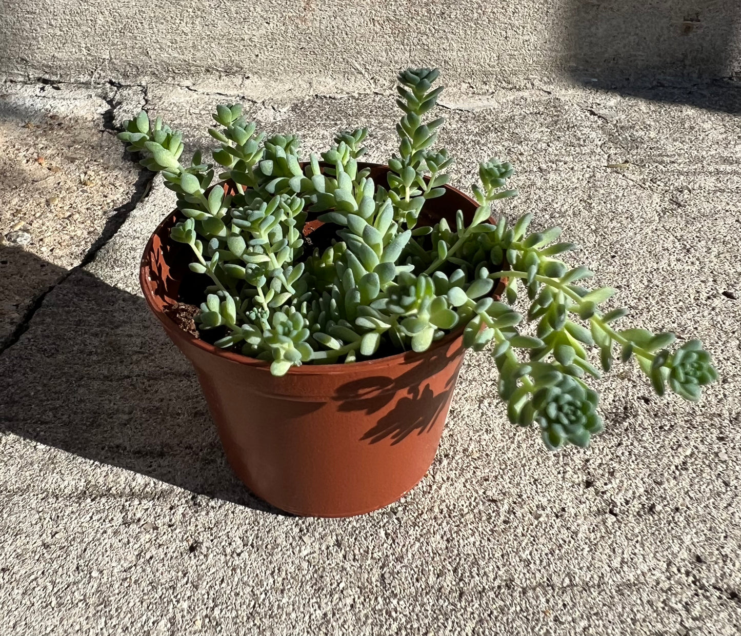 Sedum dasyphyllum