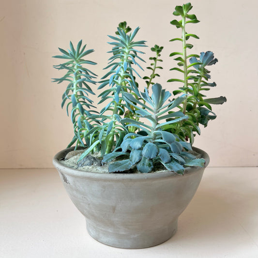 Succulent Garden Planter