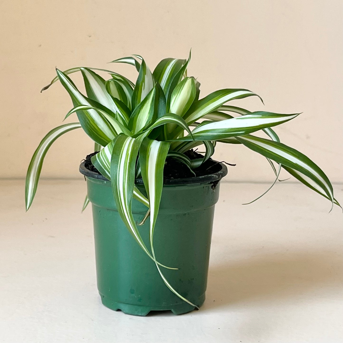 Chlorophytum comosum 'Spider Plant'