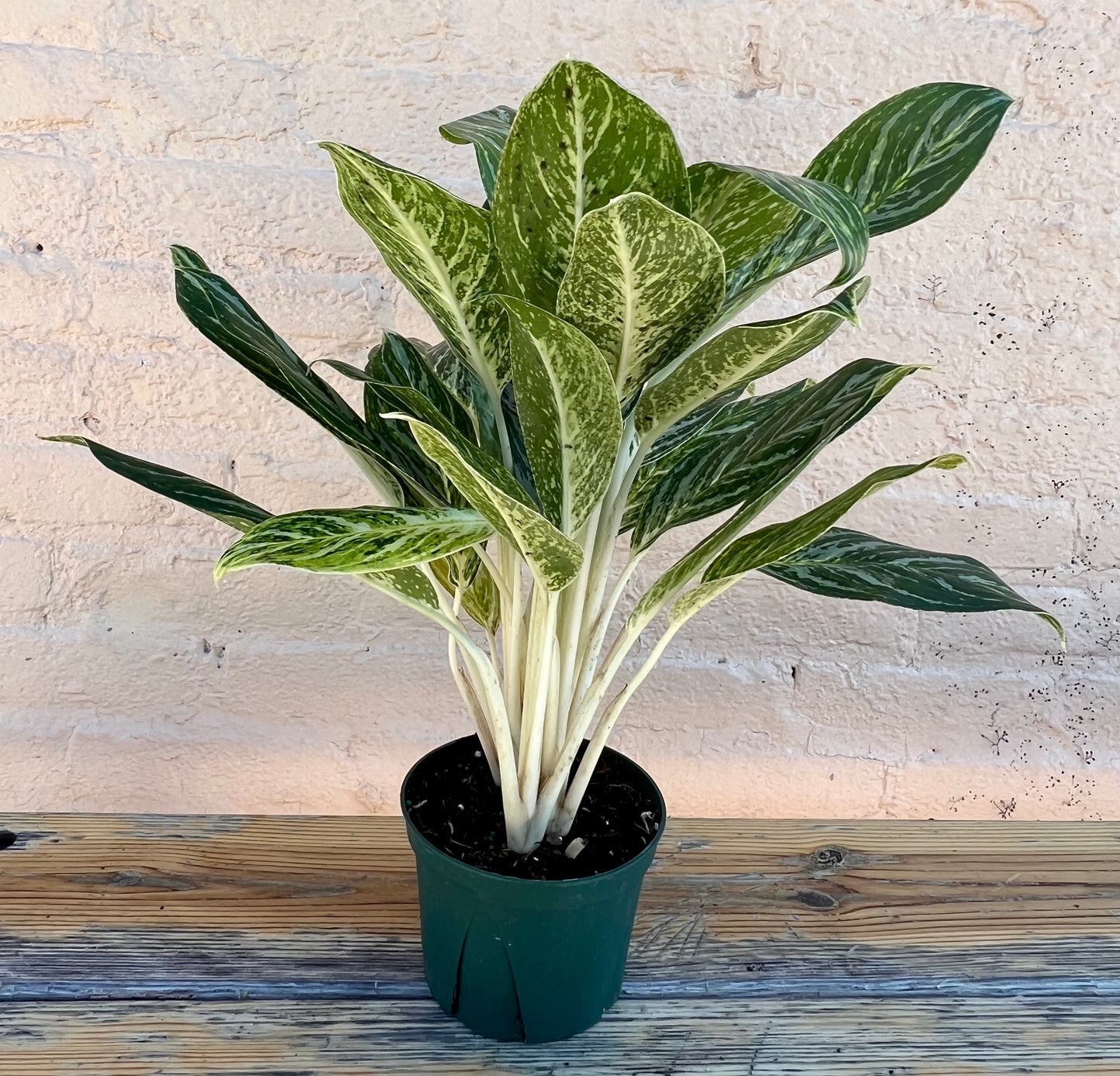 Aglaonema 'Golden Madonna'