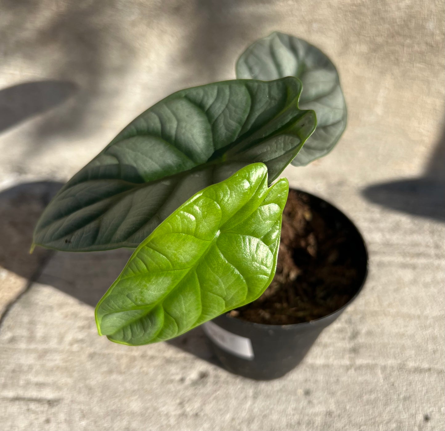 Alocasia Silver Dragon