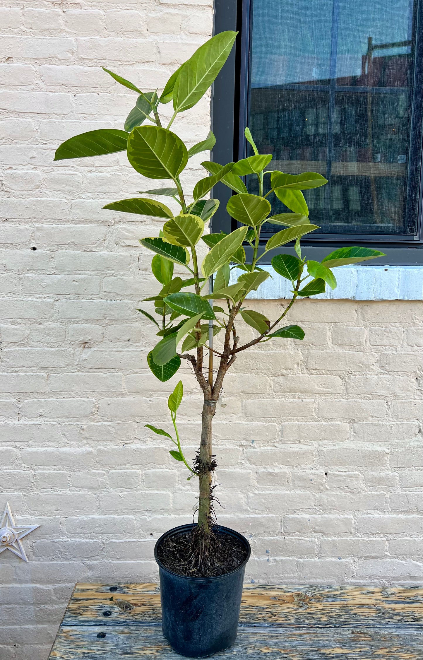 Ficus altissima 'Yellow Gem'