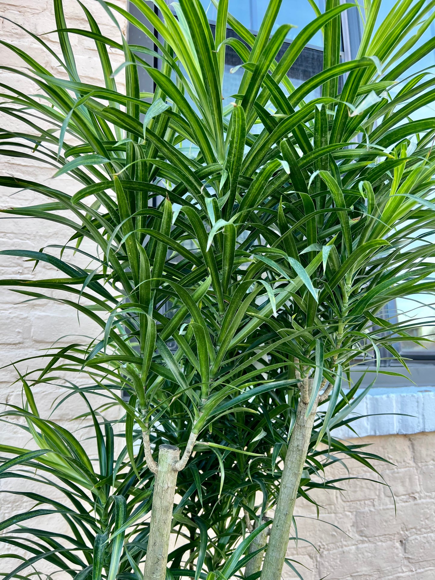 Dracaena Anita Stump variegated