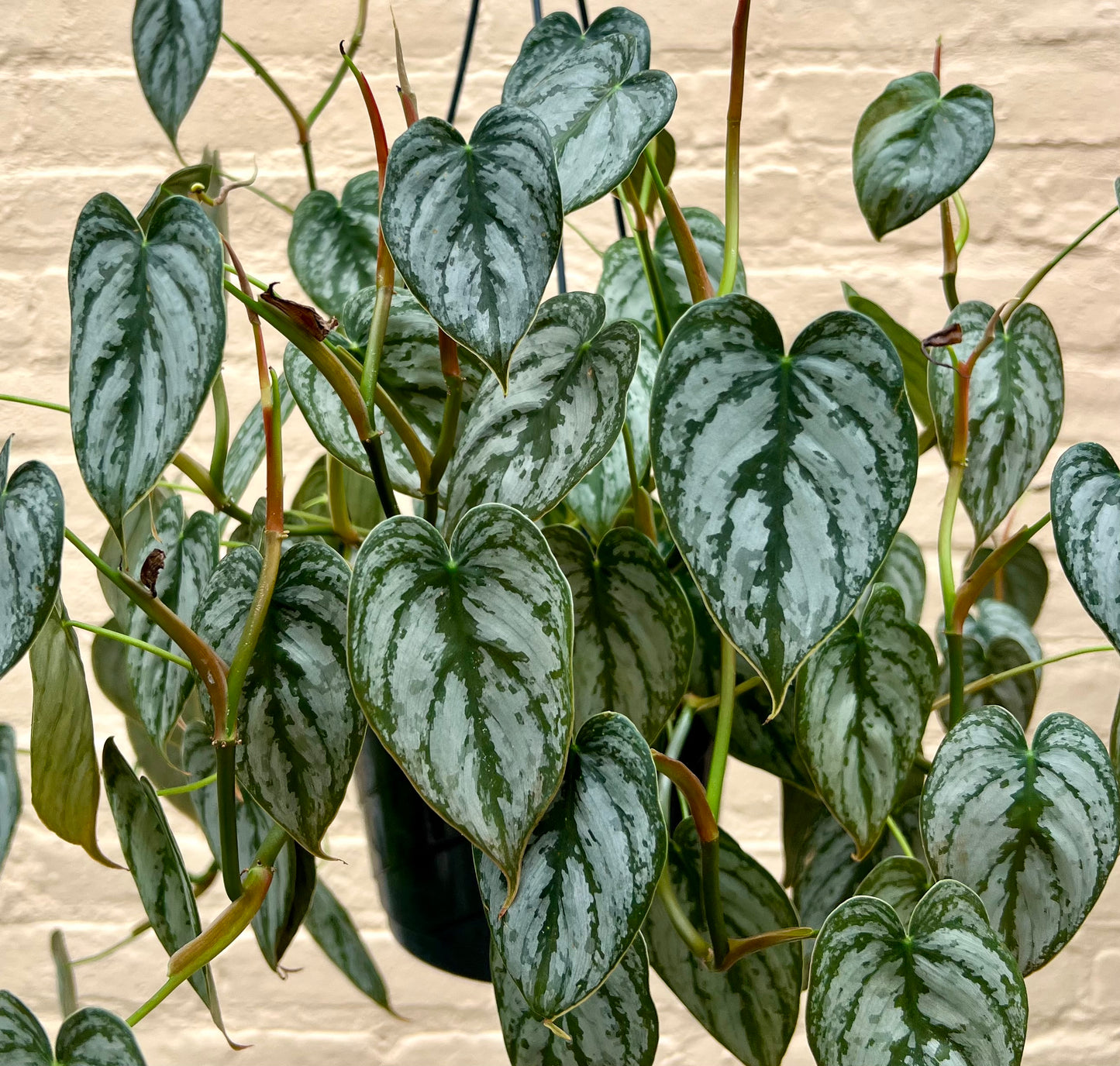 Philodendron brandtianum