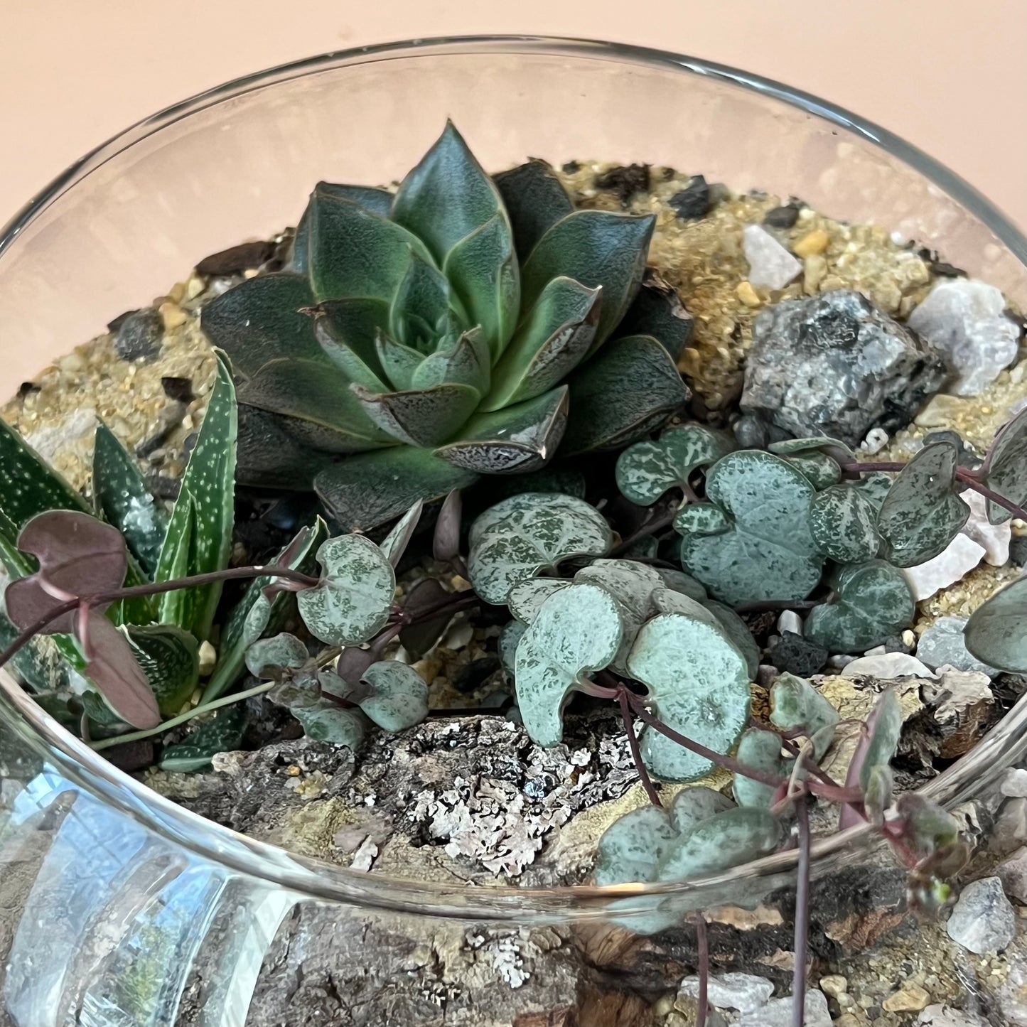 8" Succulent Globe Terrarium