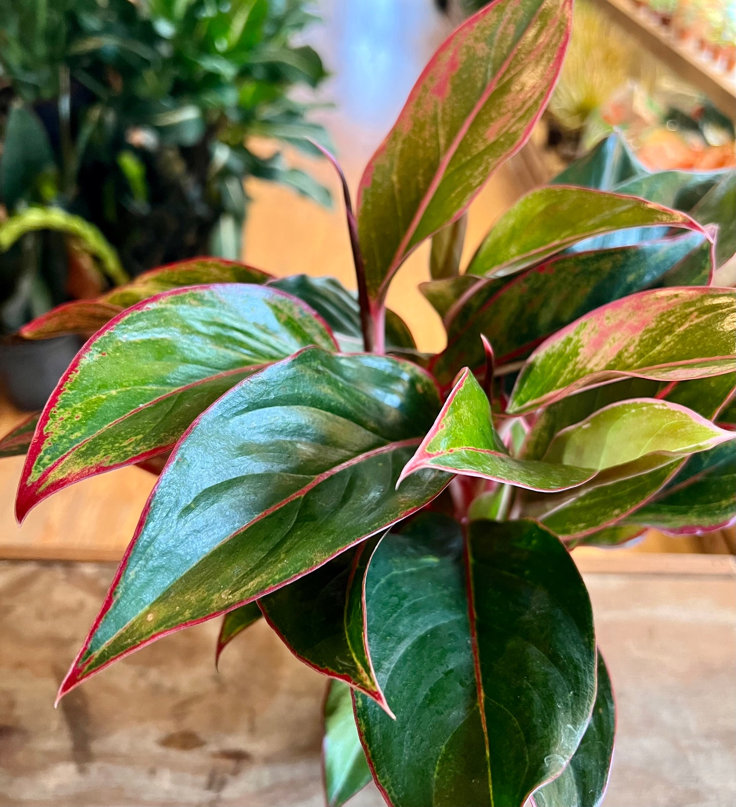 Aglaonema Siam