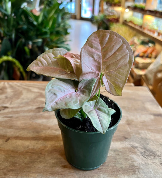 Syngonium 'Neon Pink'