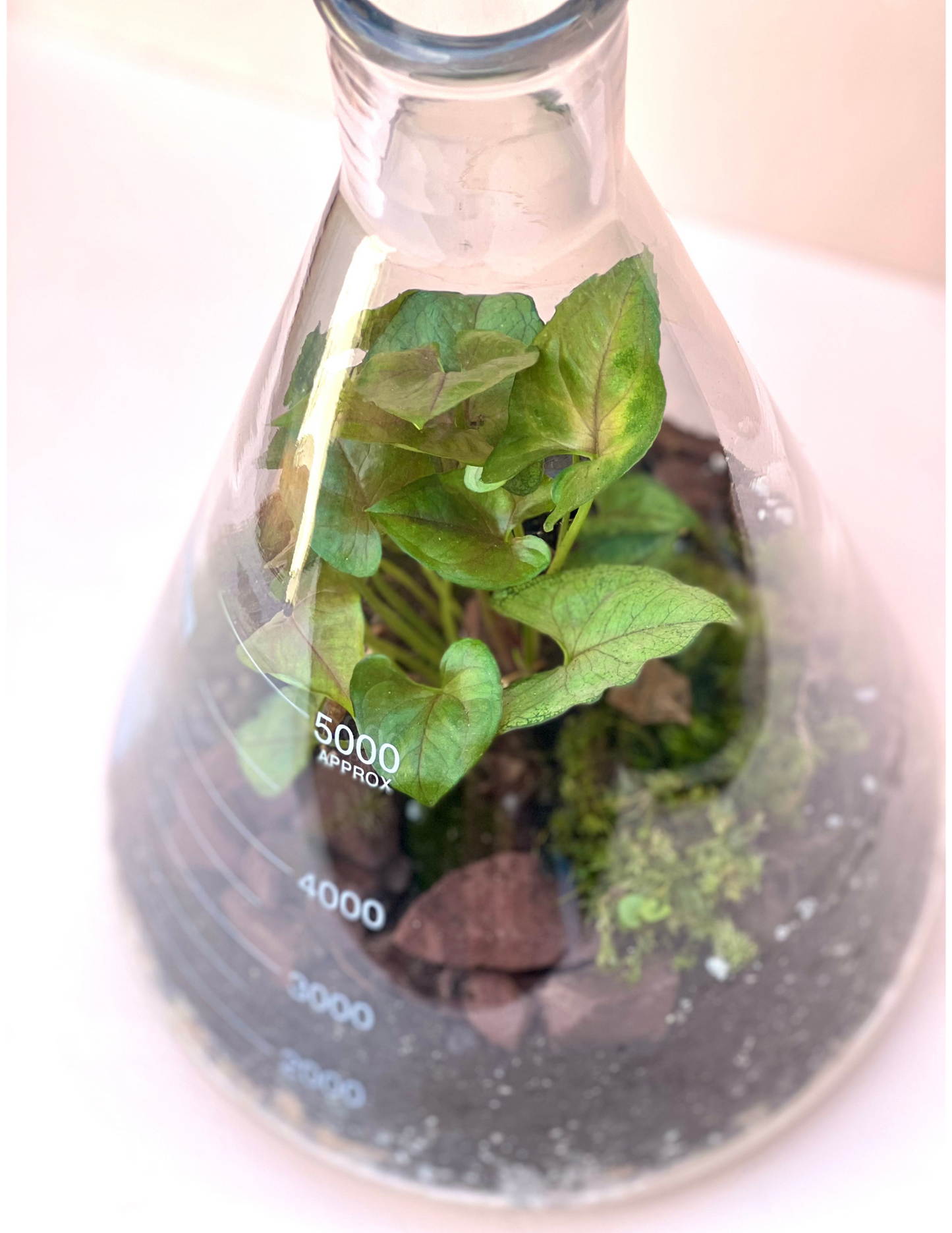 Tropical Flask Terrarium