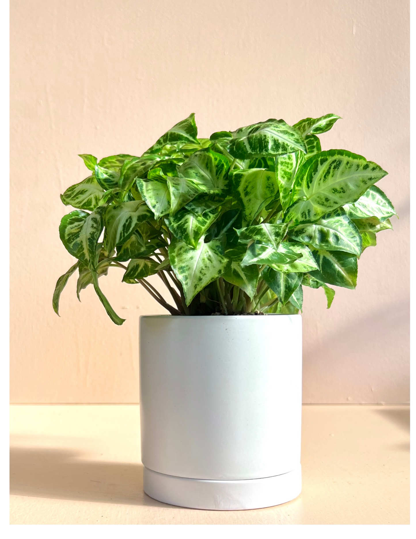 Potted Tropical In Ceramic