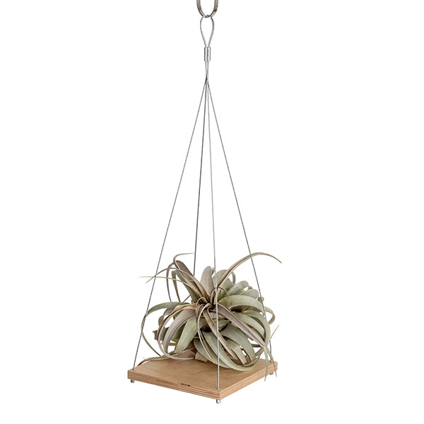 Plant Hanger