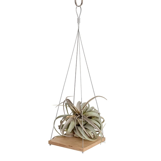 Plant Hanger