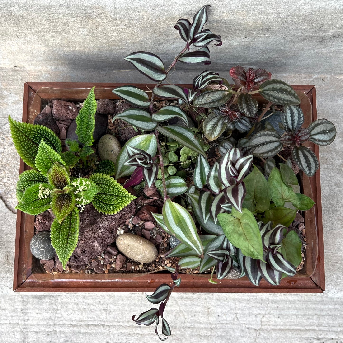 Hall House Terrarium by Leadhead Glass