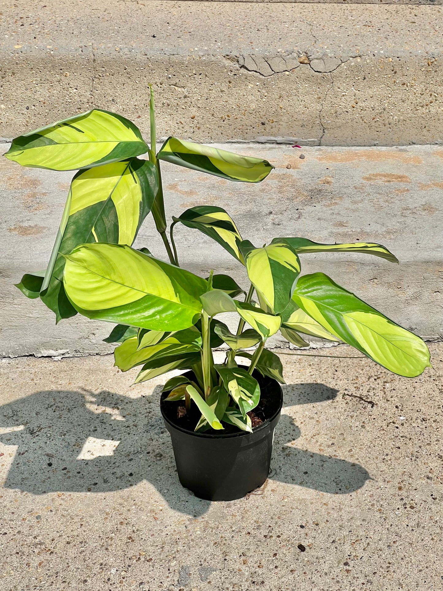Ctenanthe lubbersiana 'Never Never Plant'