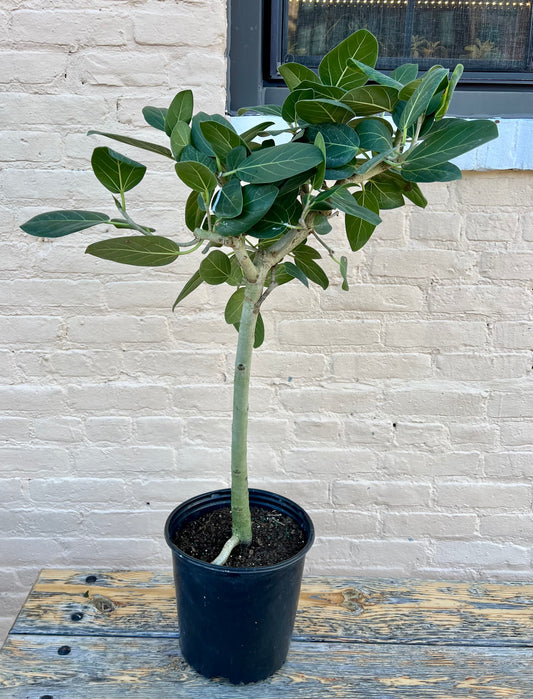 Ficus benghalensis 'Ficus Audrey'