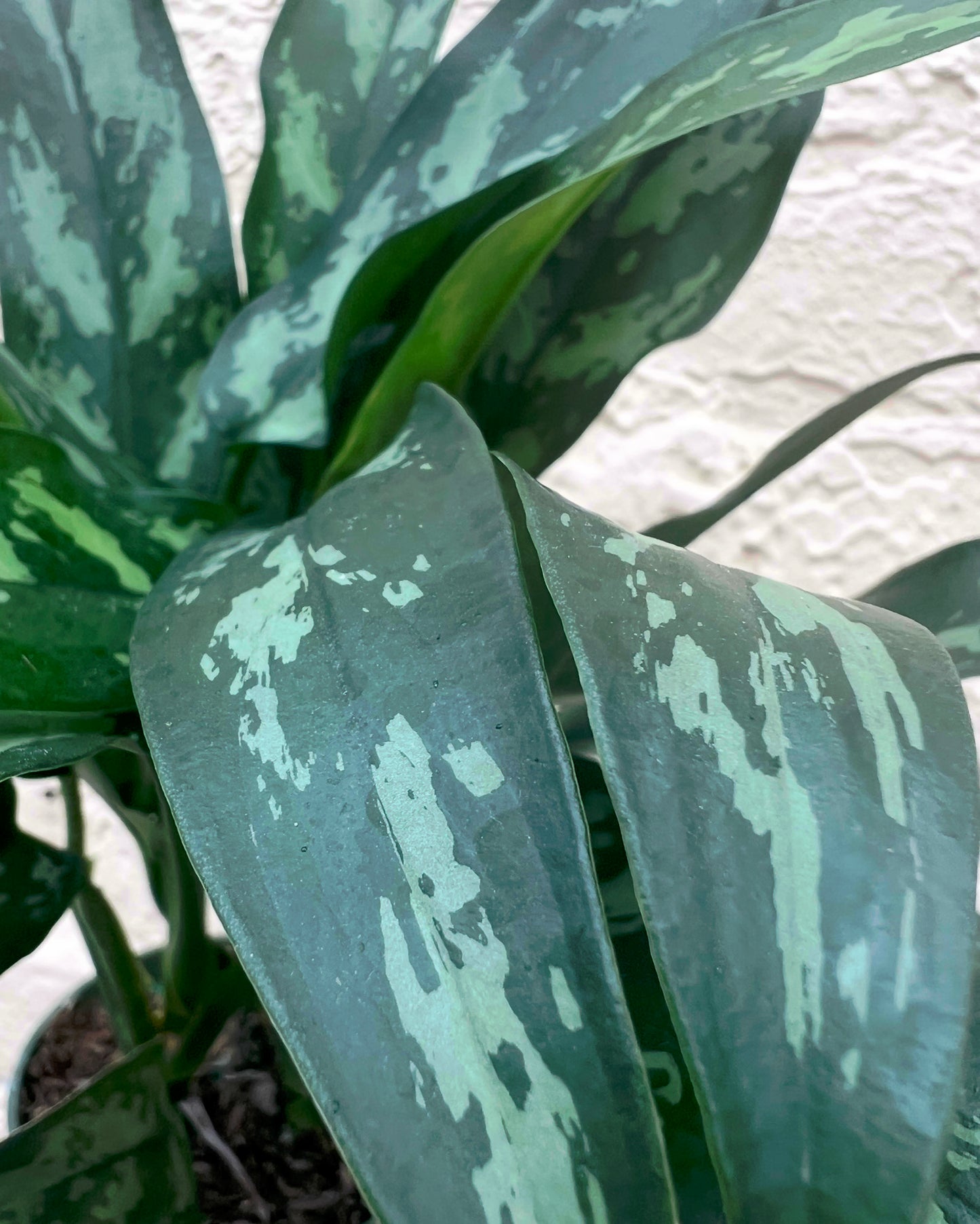 Aglaonema 'Emerald Beauty'
