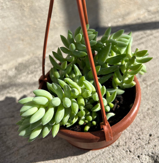 Burro's Tail Sedum morganianum