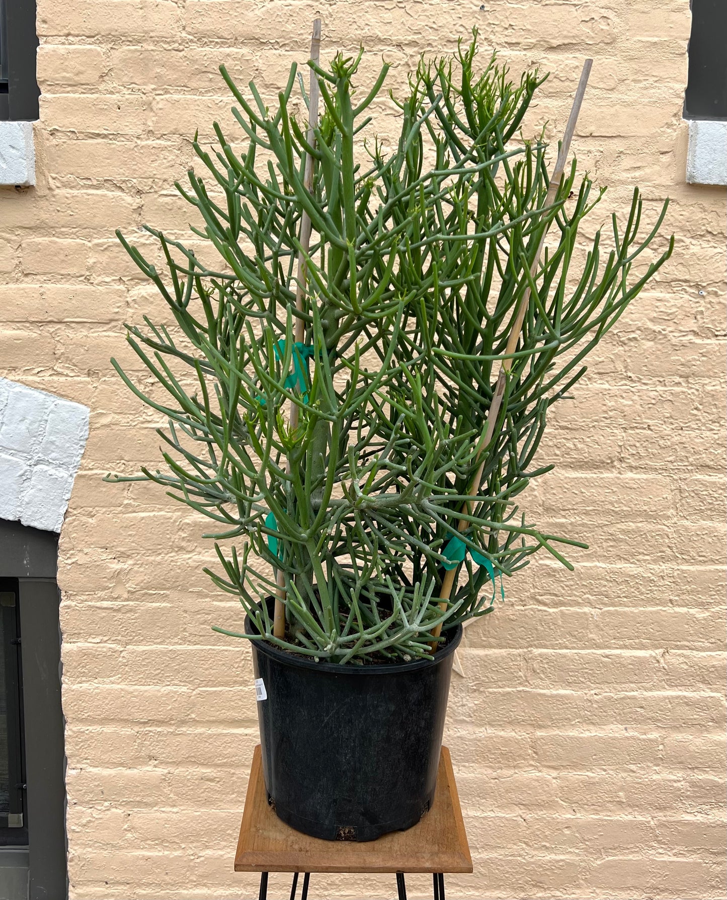 Euphorbia tirucalli 'Pencil Cactus'