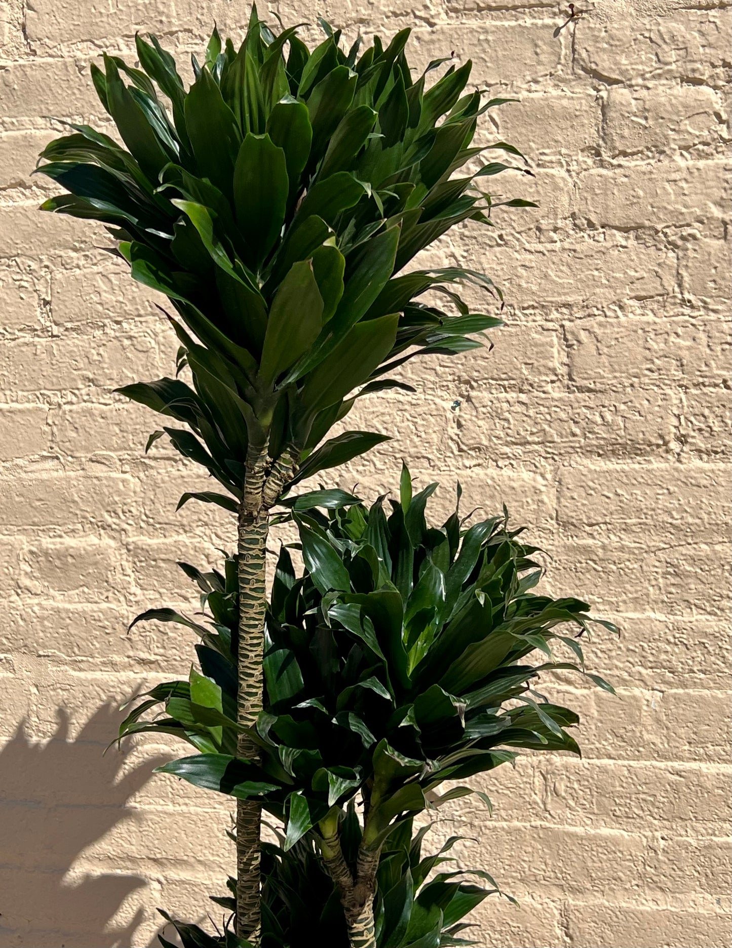 Rental Dracaena fragrans 'JC Compacta Cane'