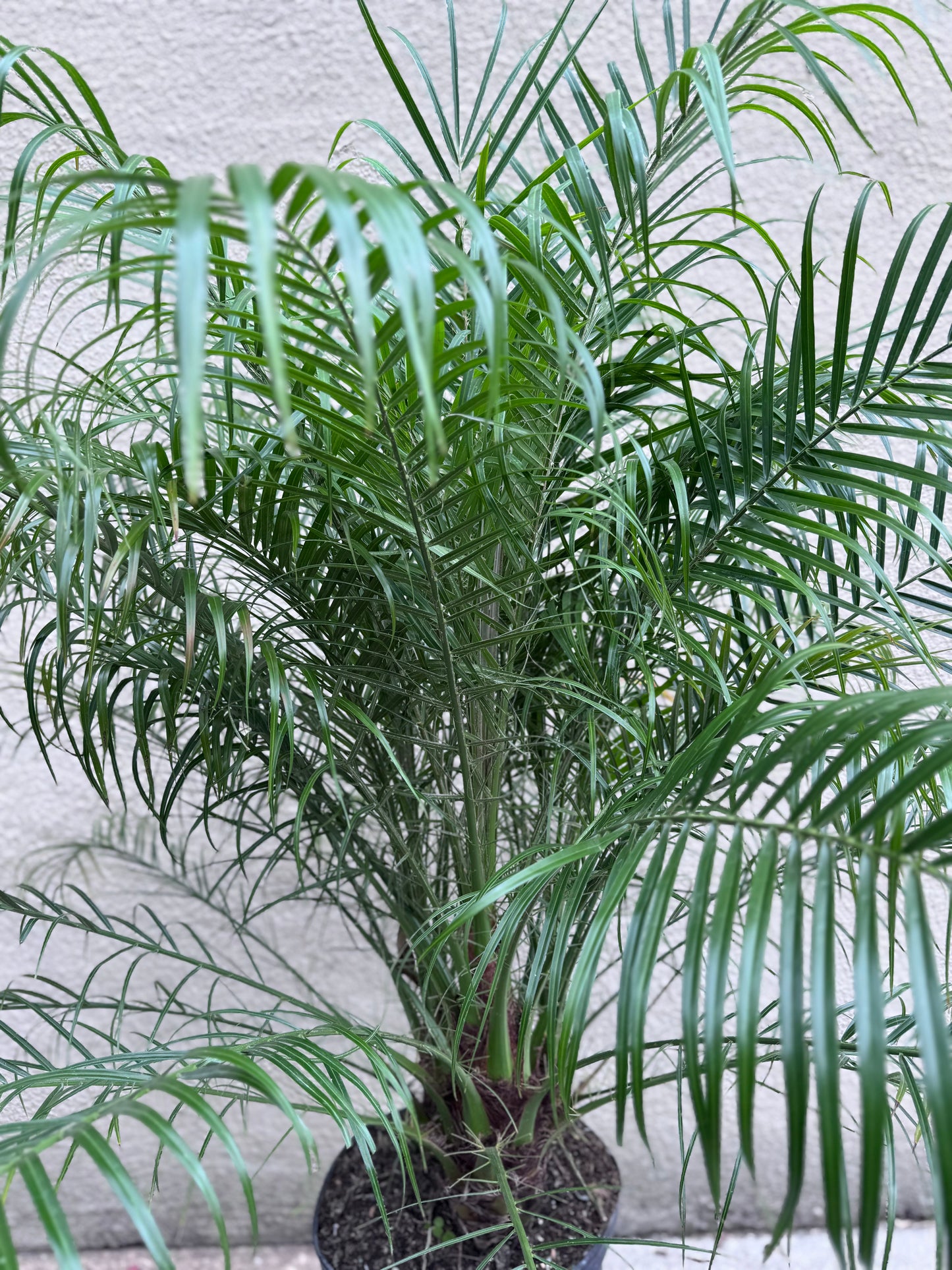 Phoenix roebelenii Palm