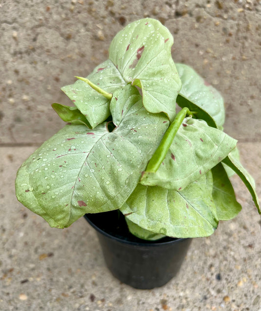 Syngonium Confetti