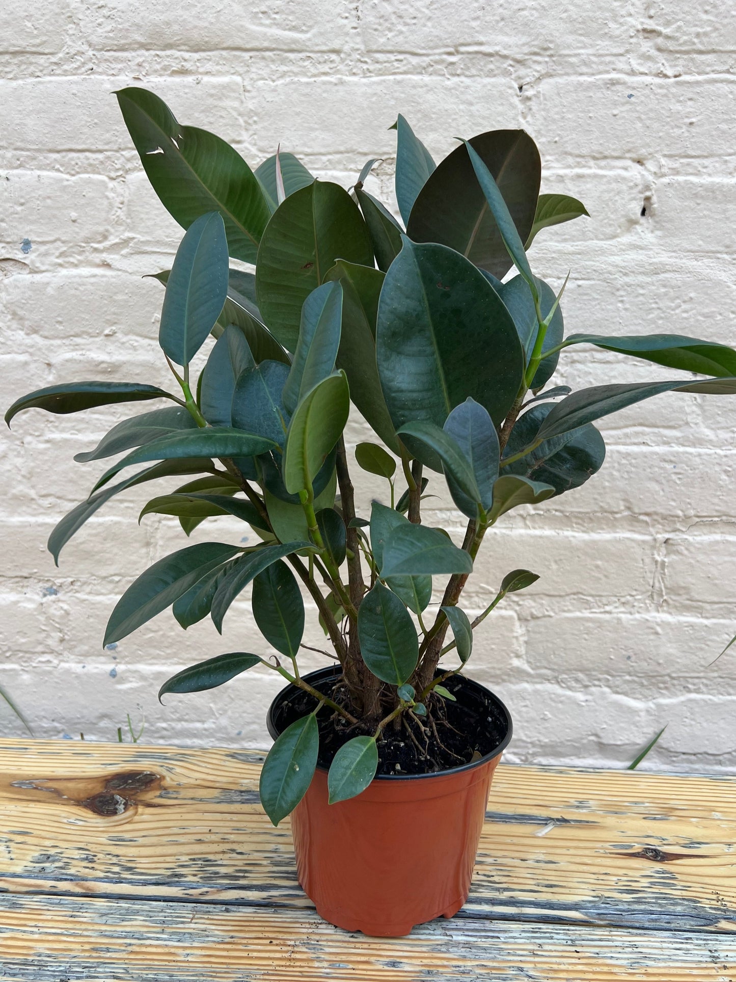 Ficus elastica 'Robusta'