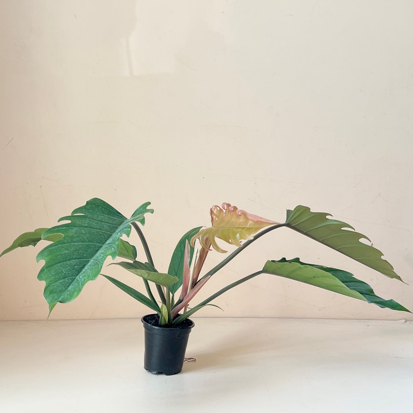 Philodendron 'Choco Empress'