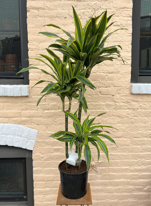 Dracena Gold Star/Lemon Lime Cane