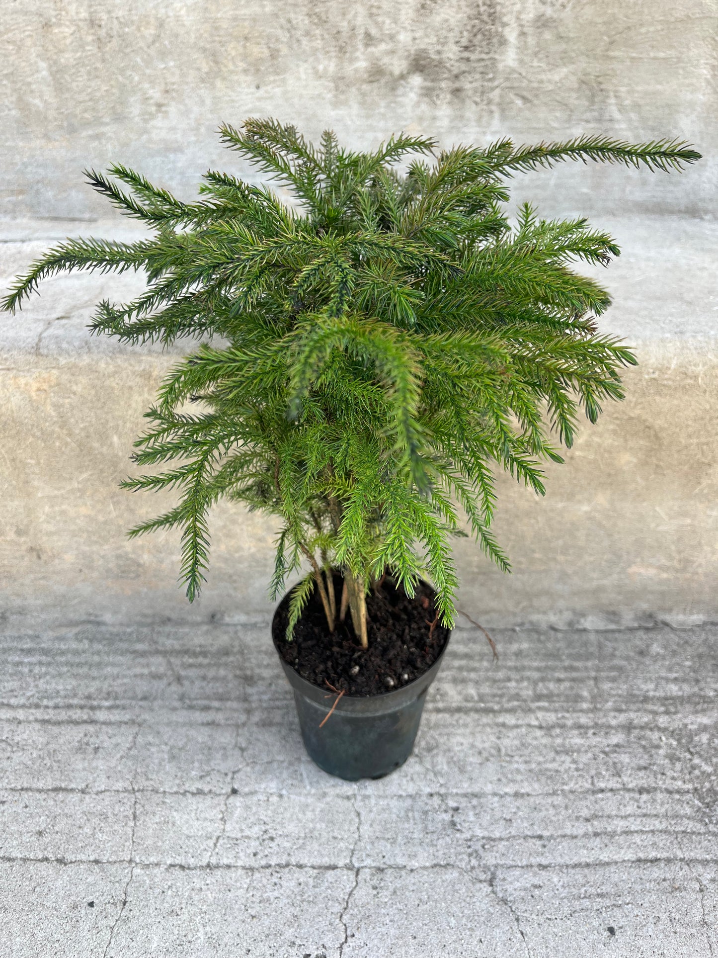 Norfolk Pine