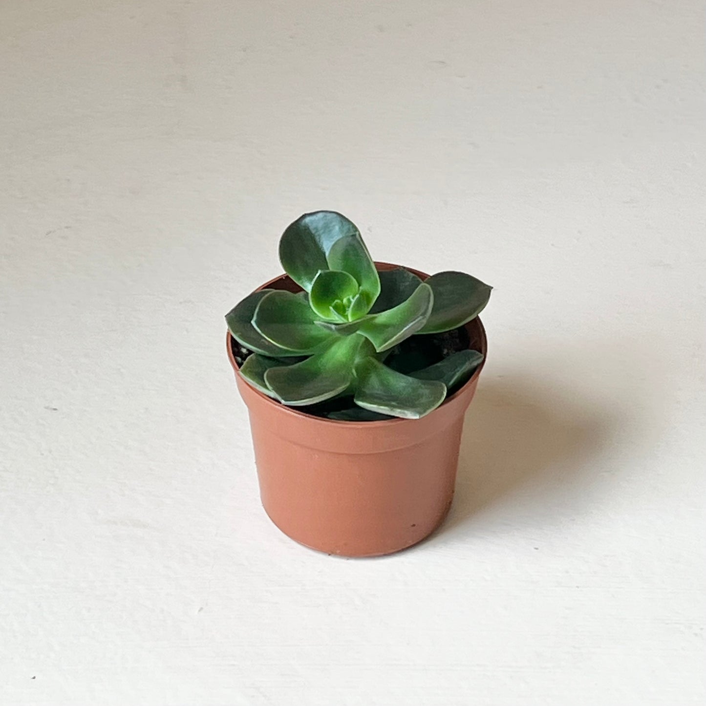 Echeveria 'Burgundy Pearl'