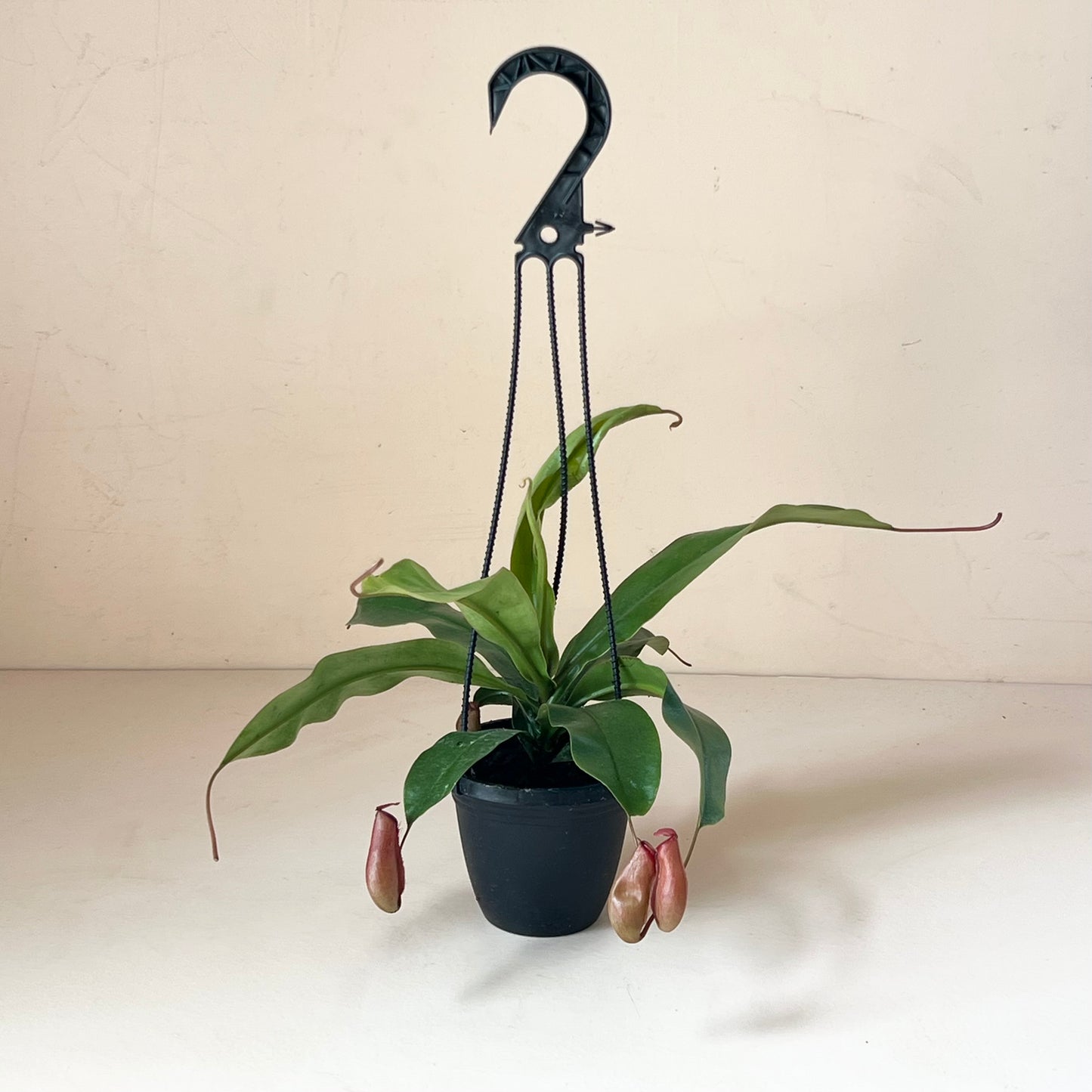 Nepenthes 'Pitcher Plant'