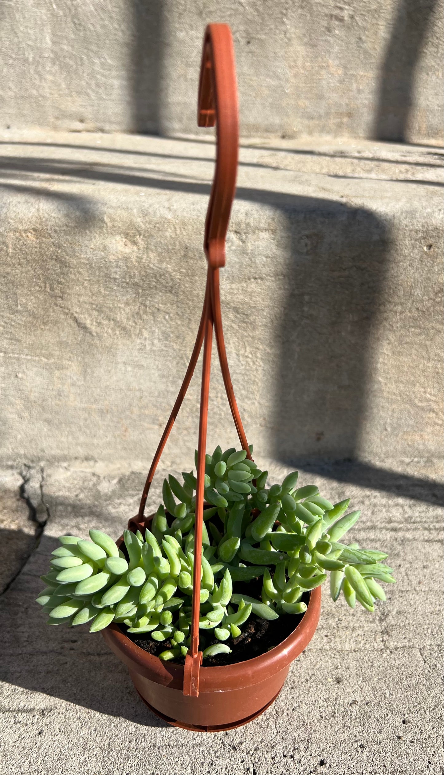 Burro's Tail Sedum morganianum