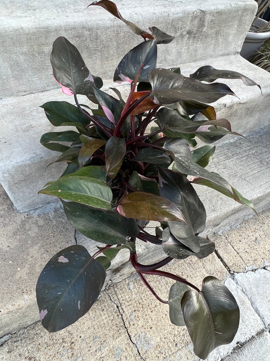 Philodendron erubescens 'Pink Princess'