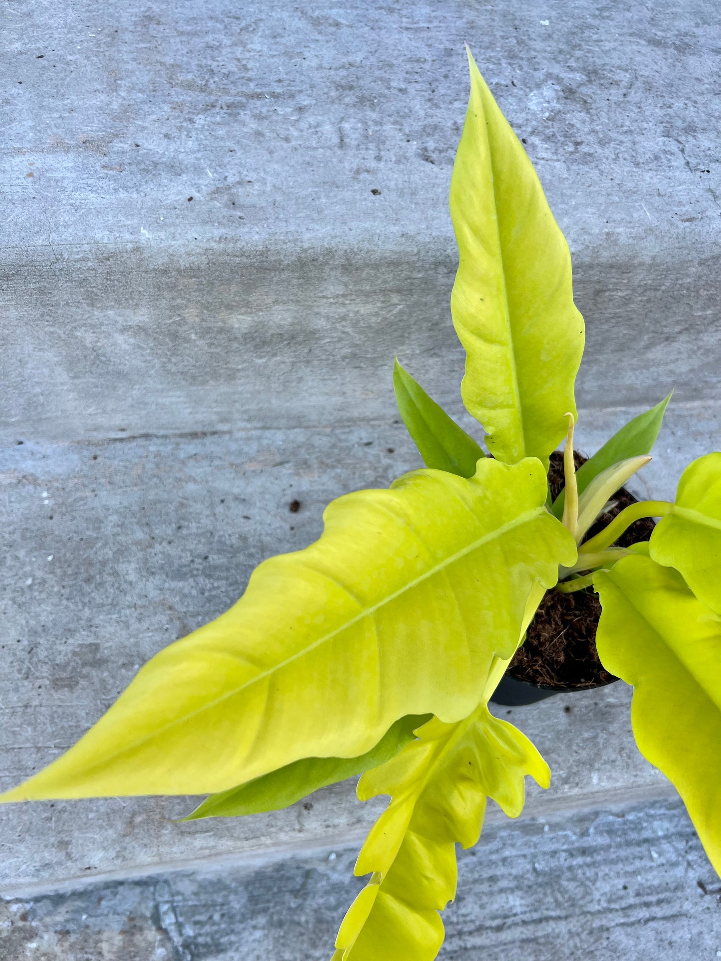 Philodendron Golden Crocodile