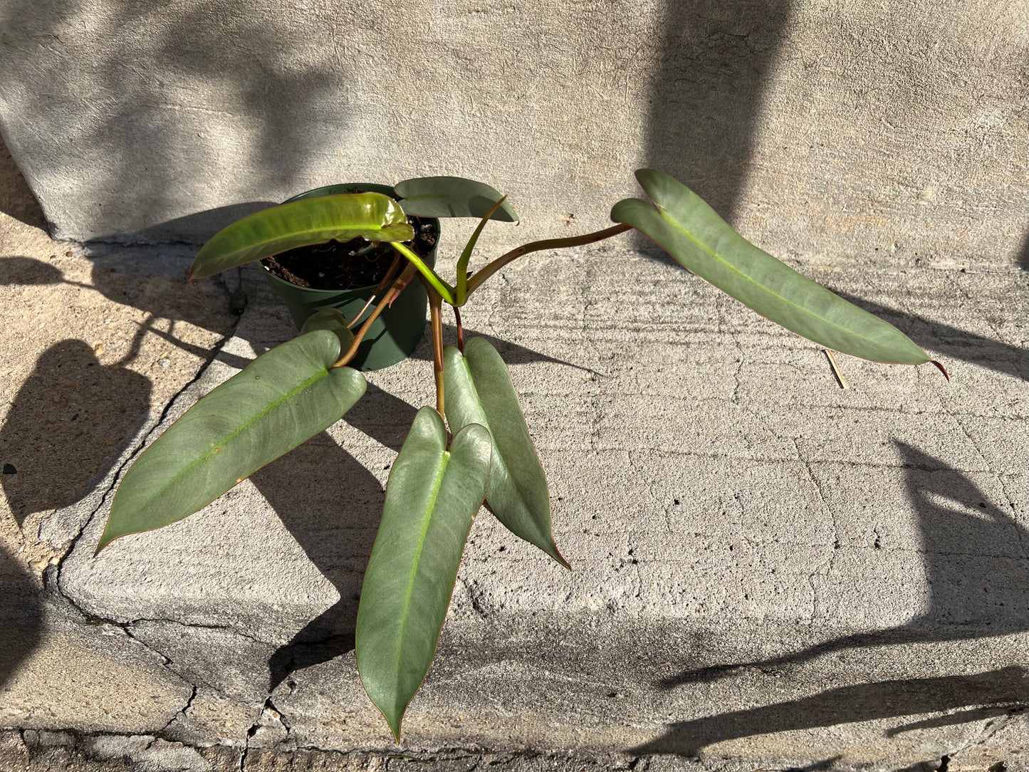 Philodendron atabapoenese