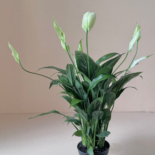 Spathiphyllum 'Peace Lily'