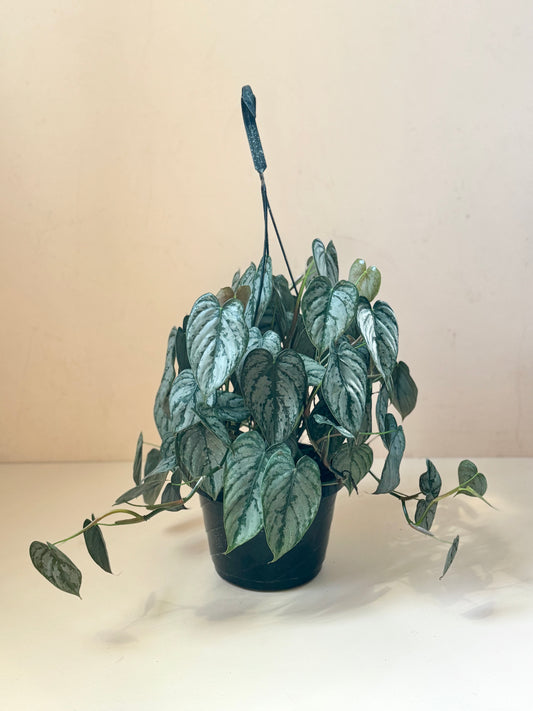 Philodendron brandtianum