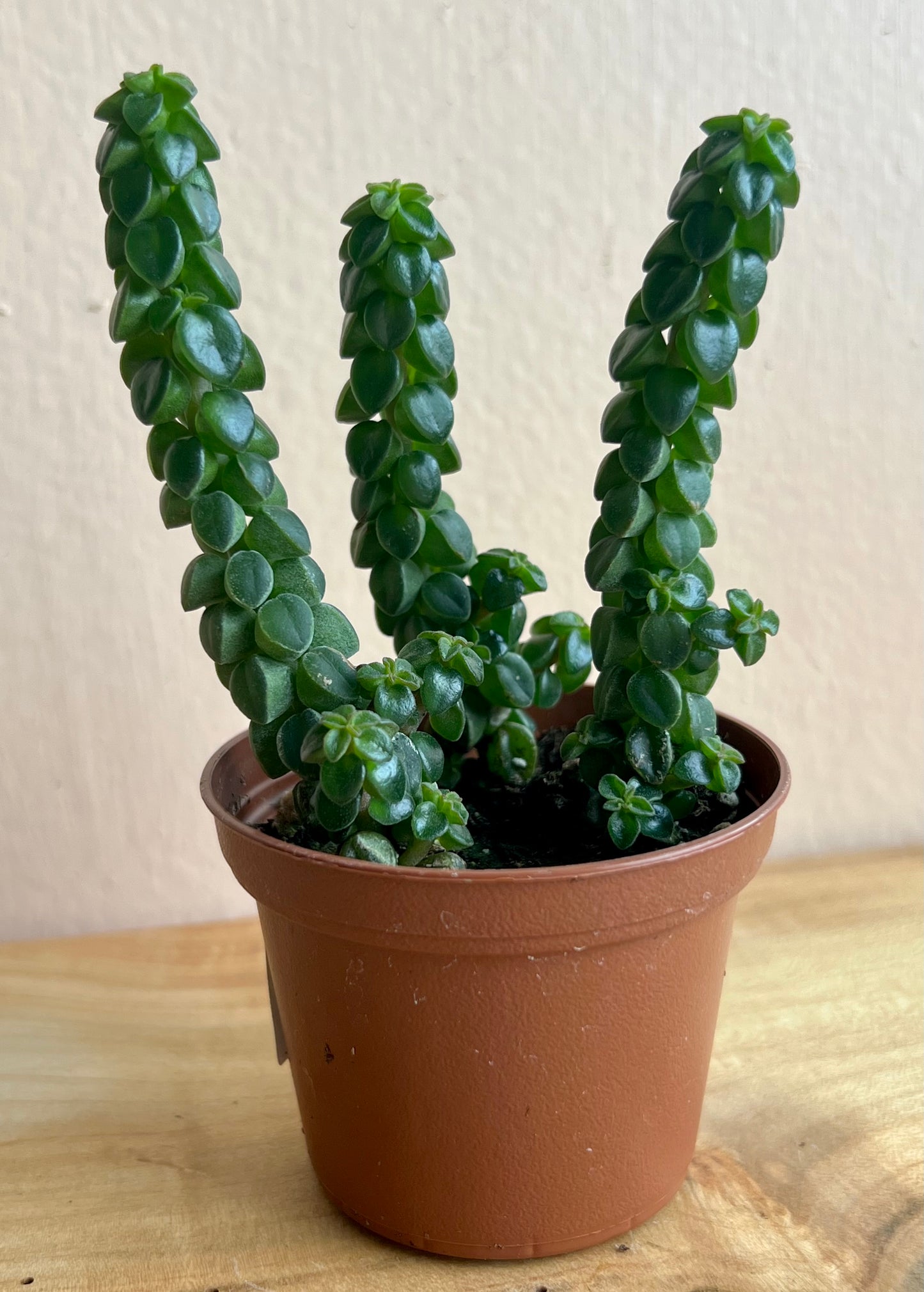Peperomia columella