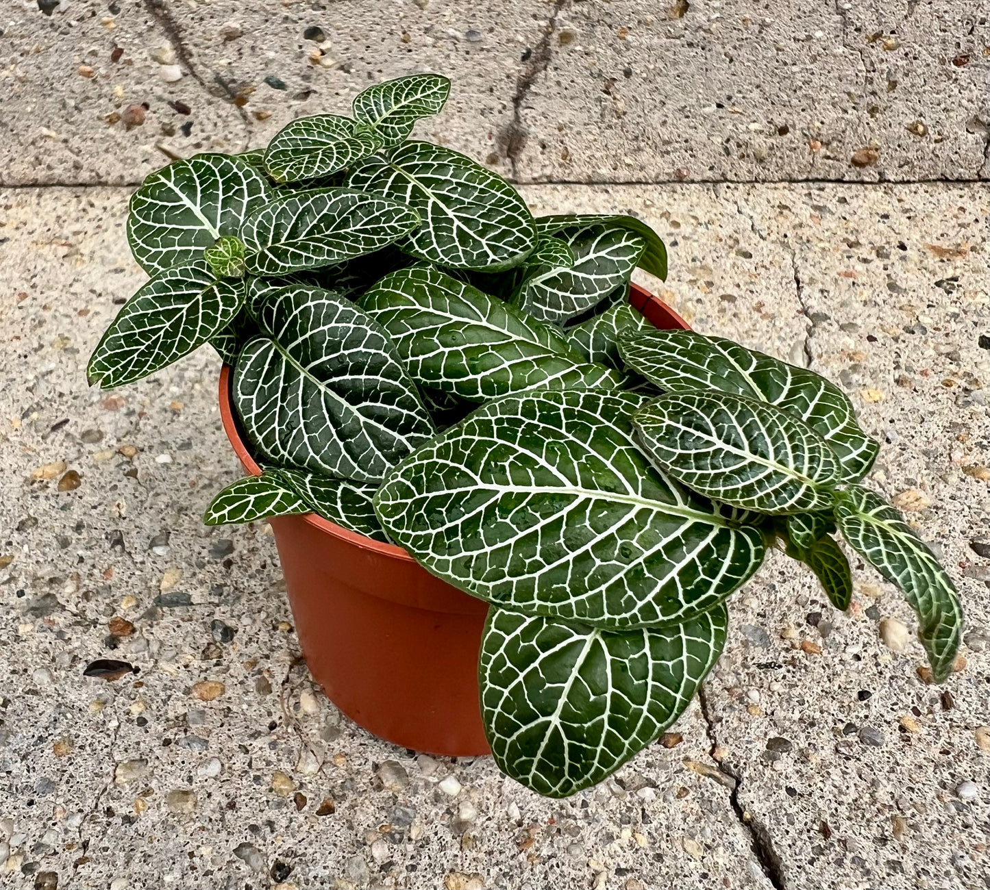 Fittonia albivenis 'Nerve Plant'