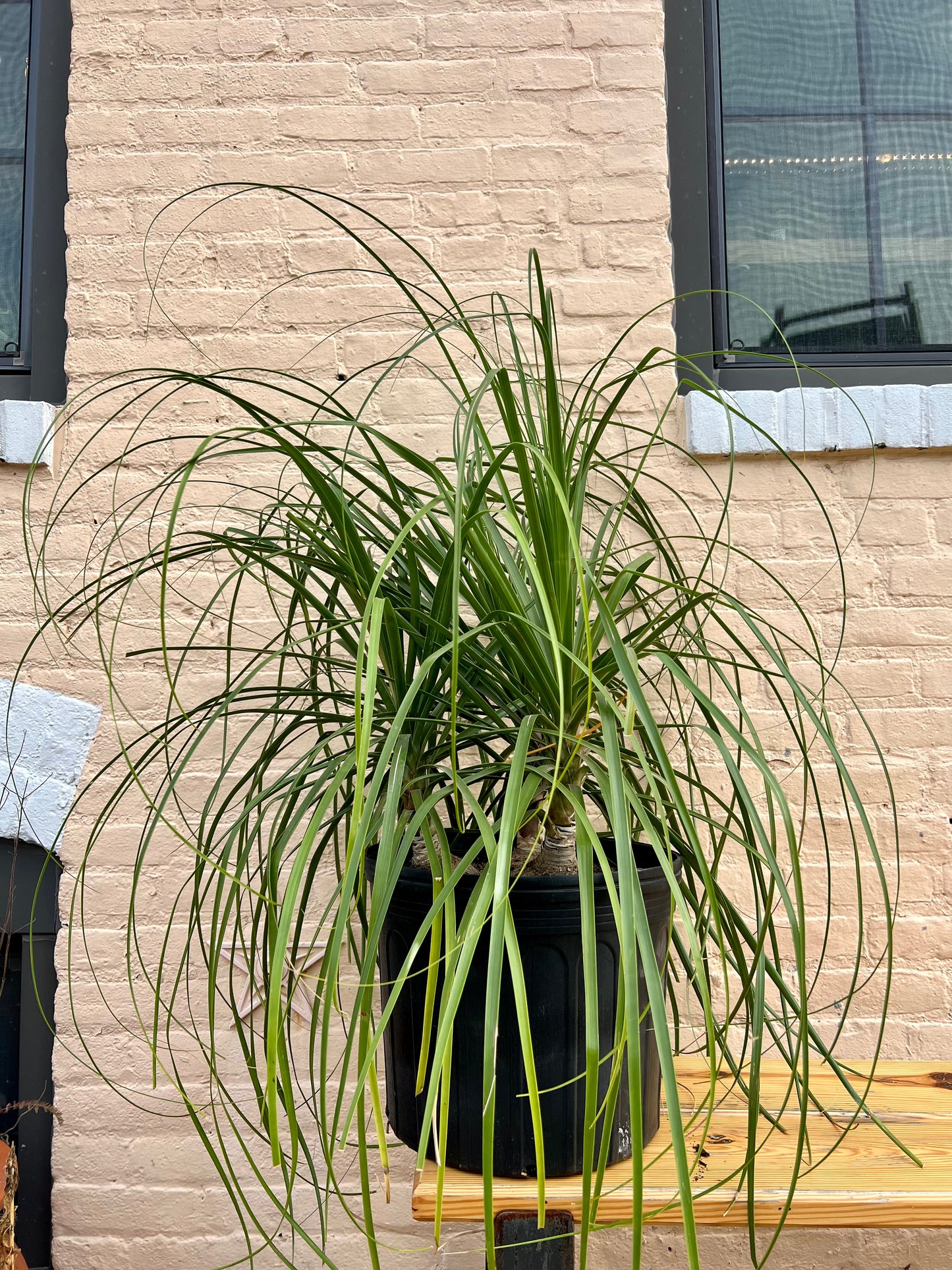 Beaucarnea recurvata 'Ponytail Palm'