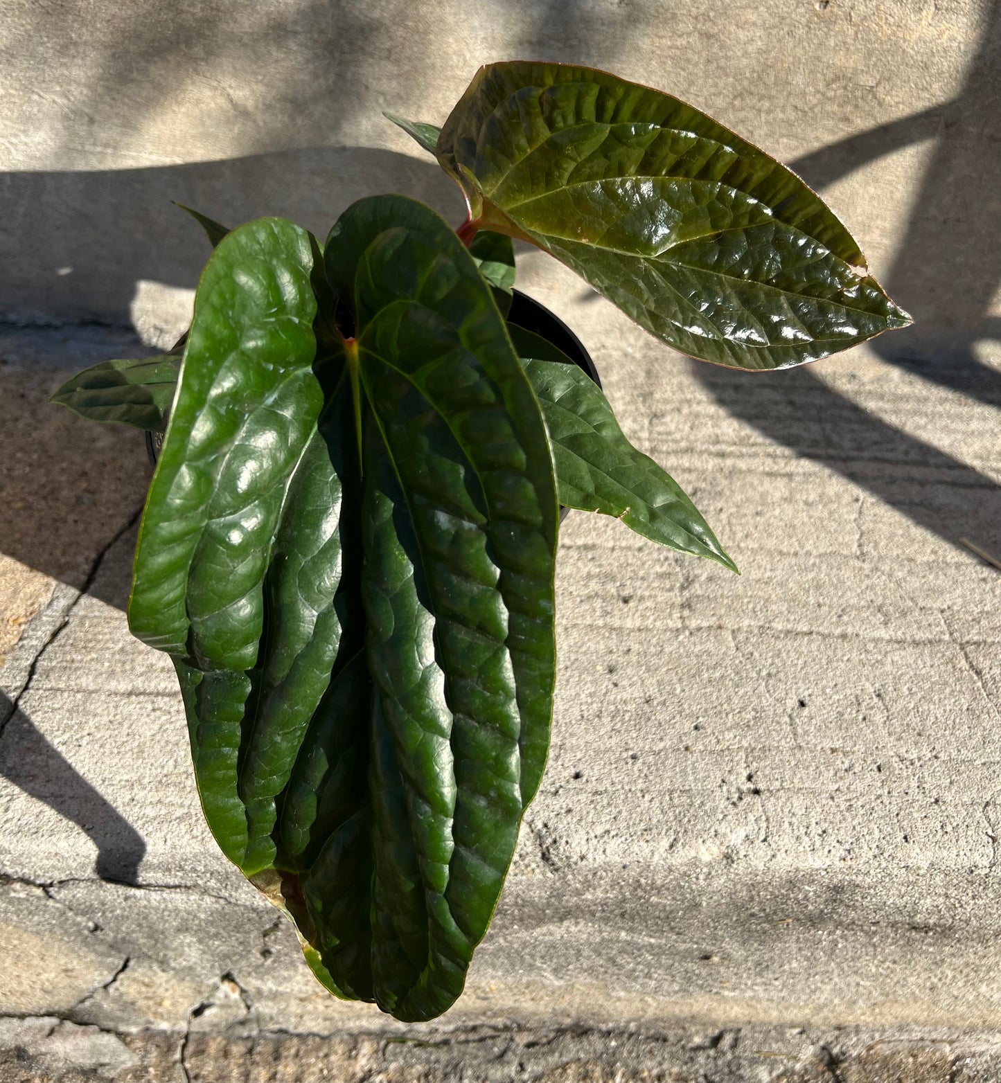 Anthurium Radicans x Luxurians