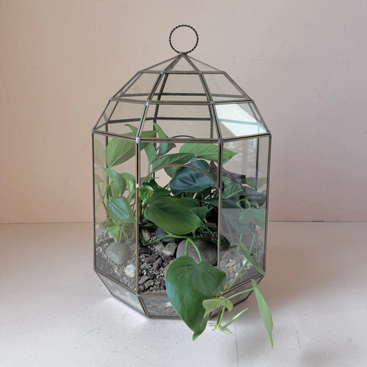 Tropical Planted Solarium Glass Terrarium
