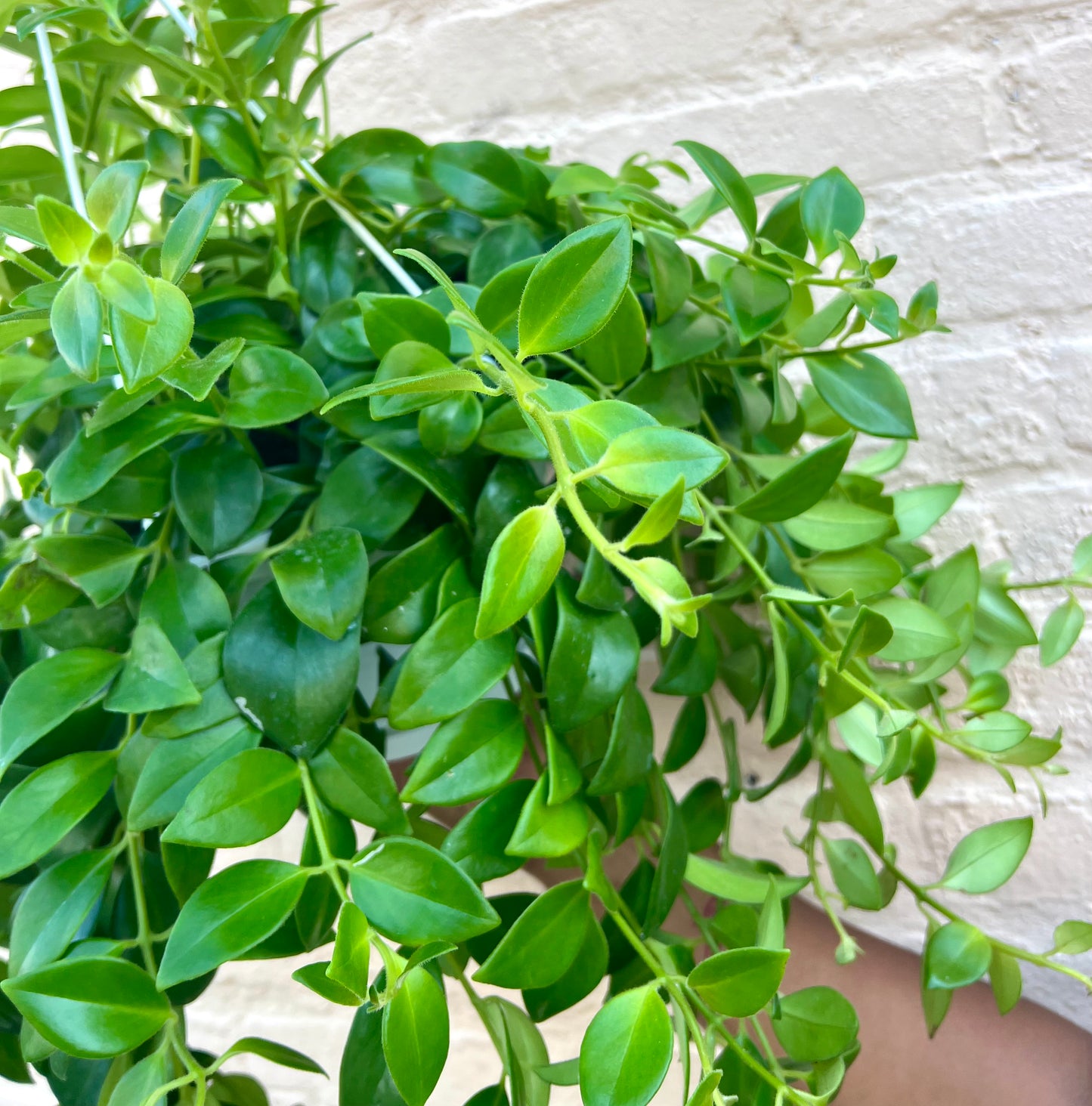 Aeschynanthus radicans 'Lipstick Plant'