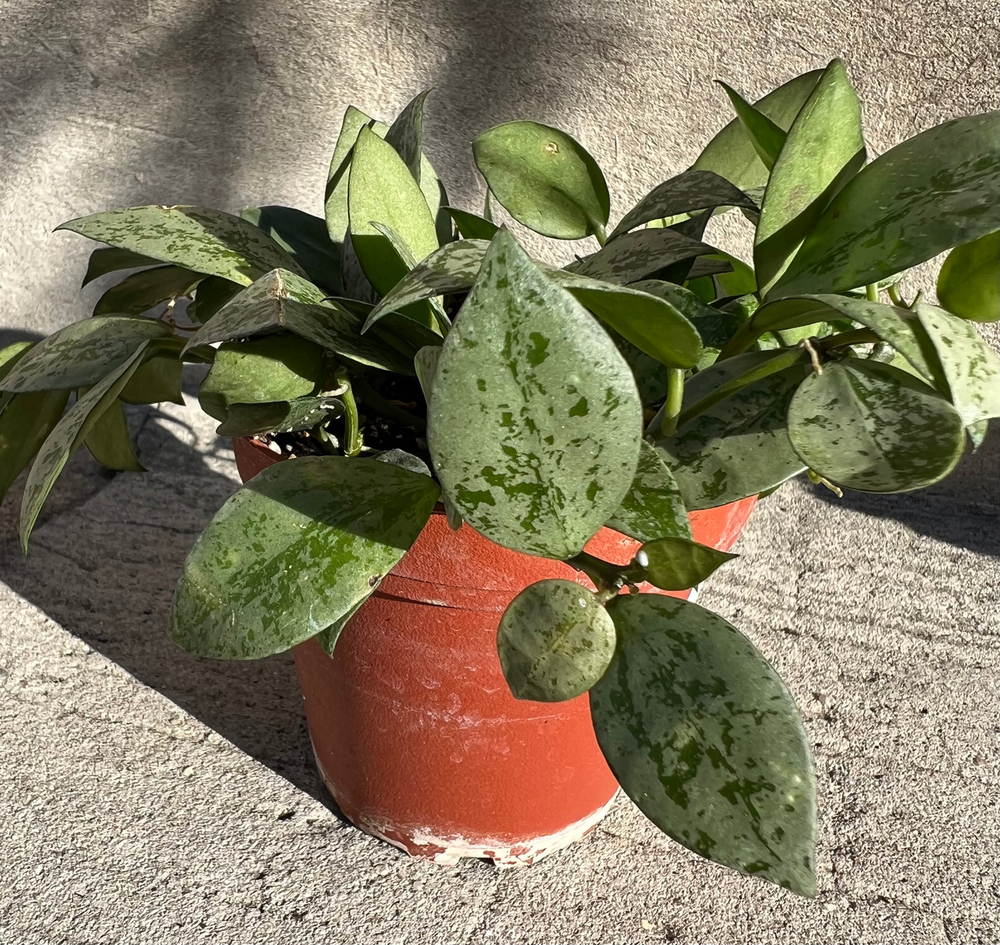 Hoya krohniana 'Super Silver'