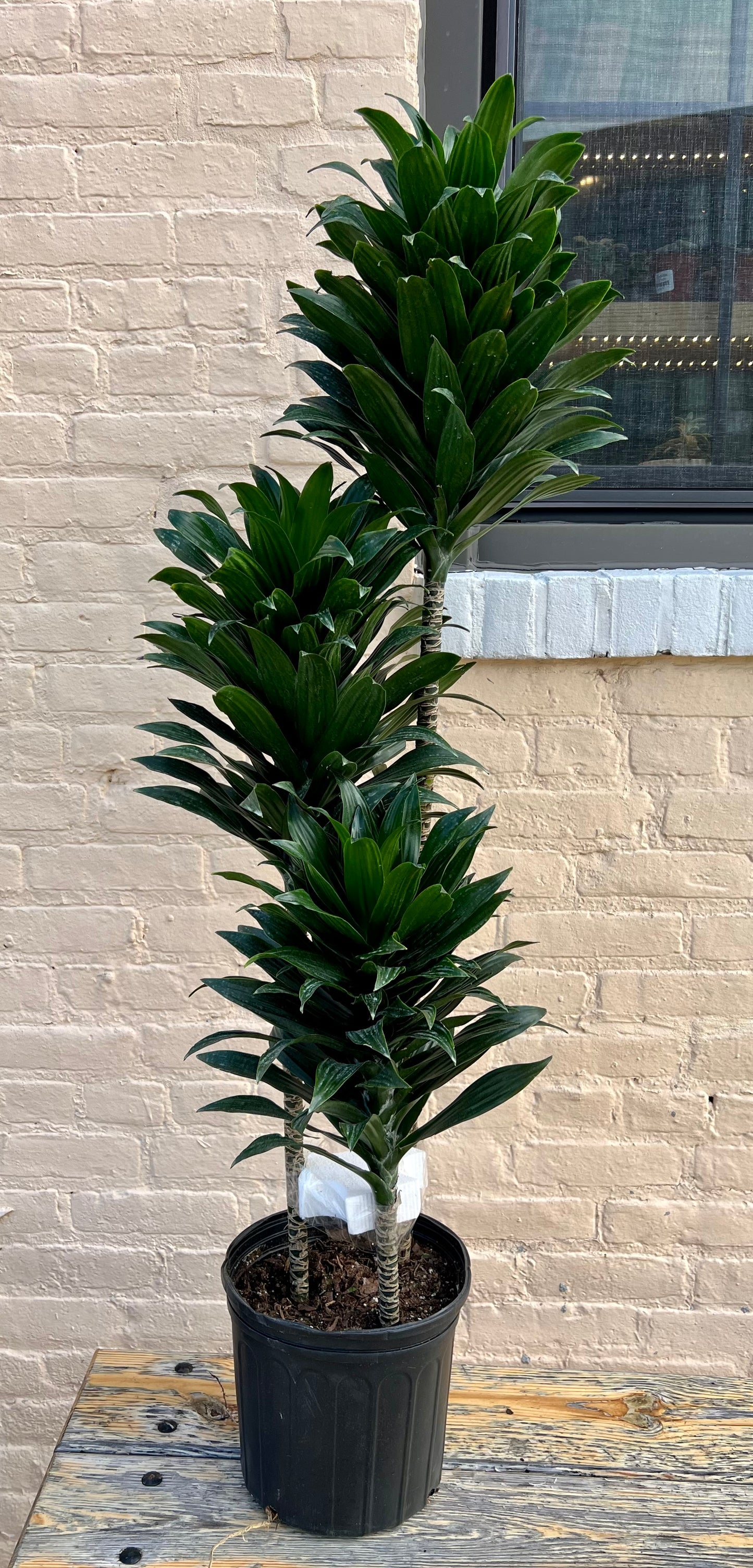 Dracaena deremensis 'Dracaena Janet Craig'