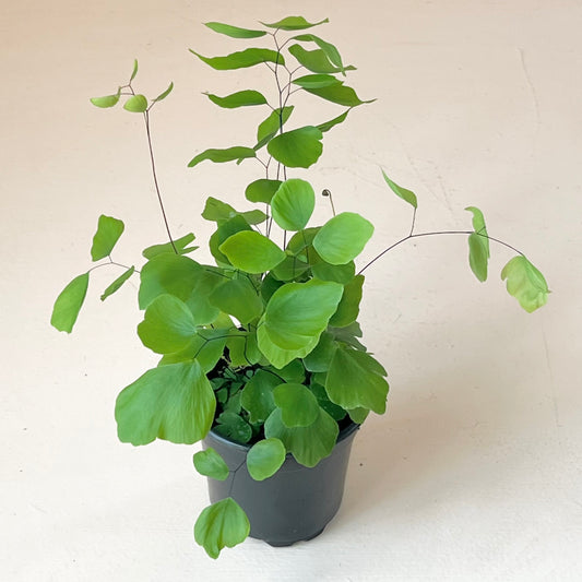 Adiantum peruvianum 'Silver Dollar Fern'