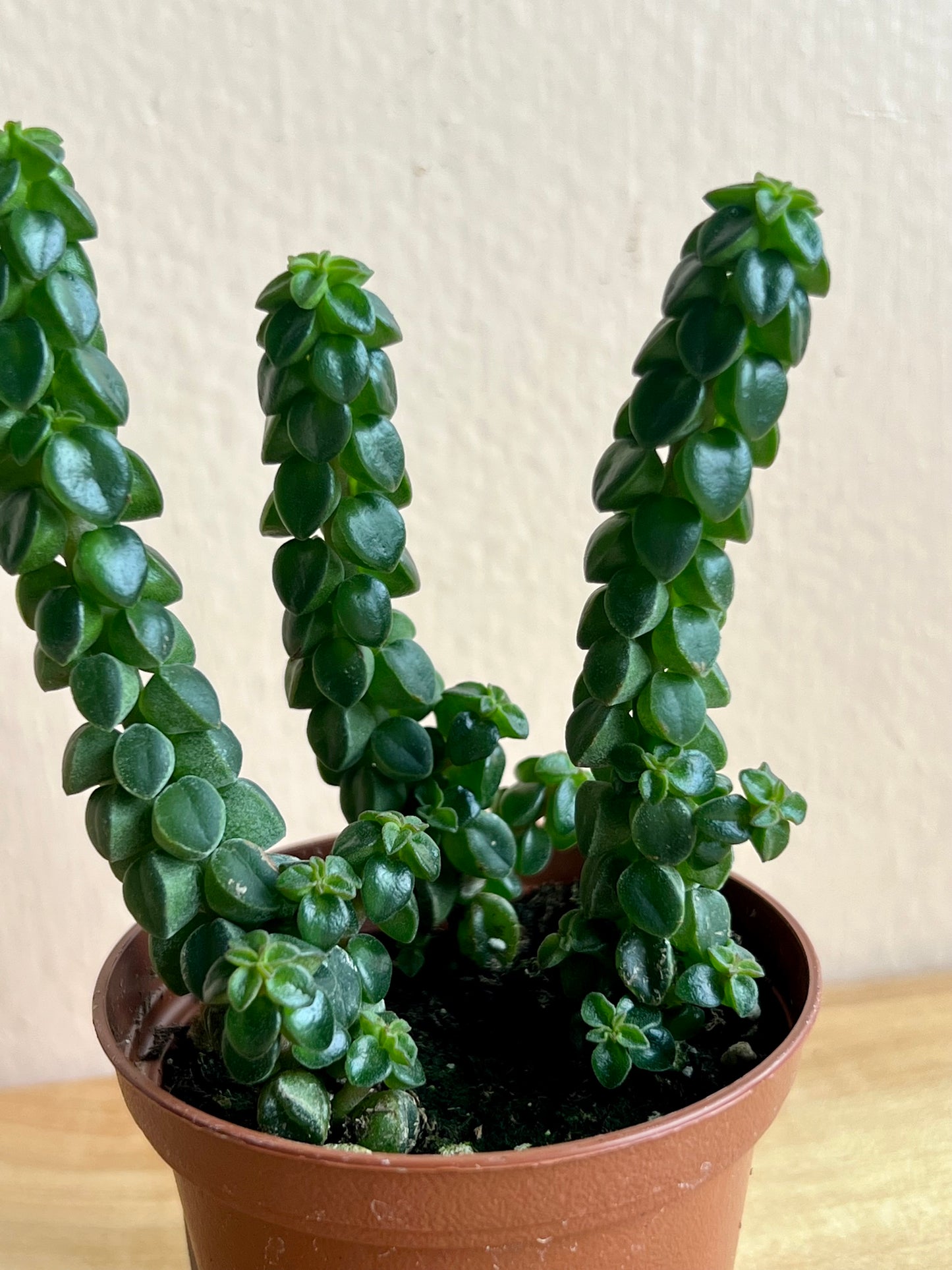 Peperomia columella