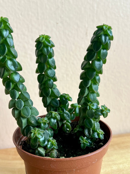 Peperomia columella