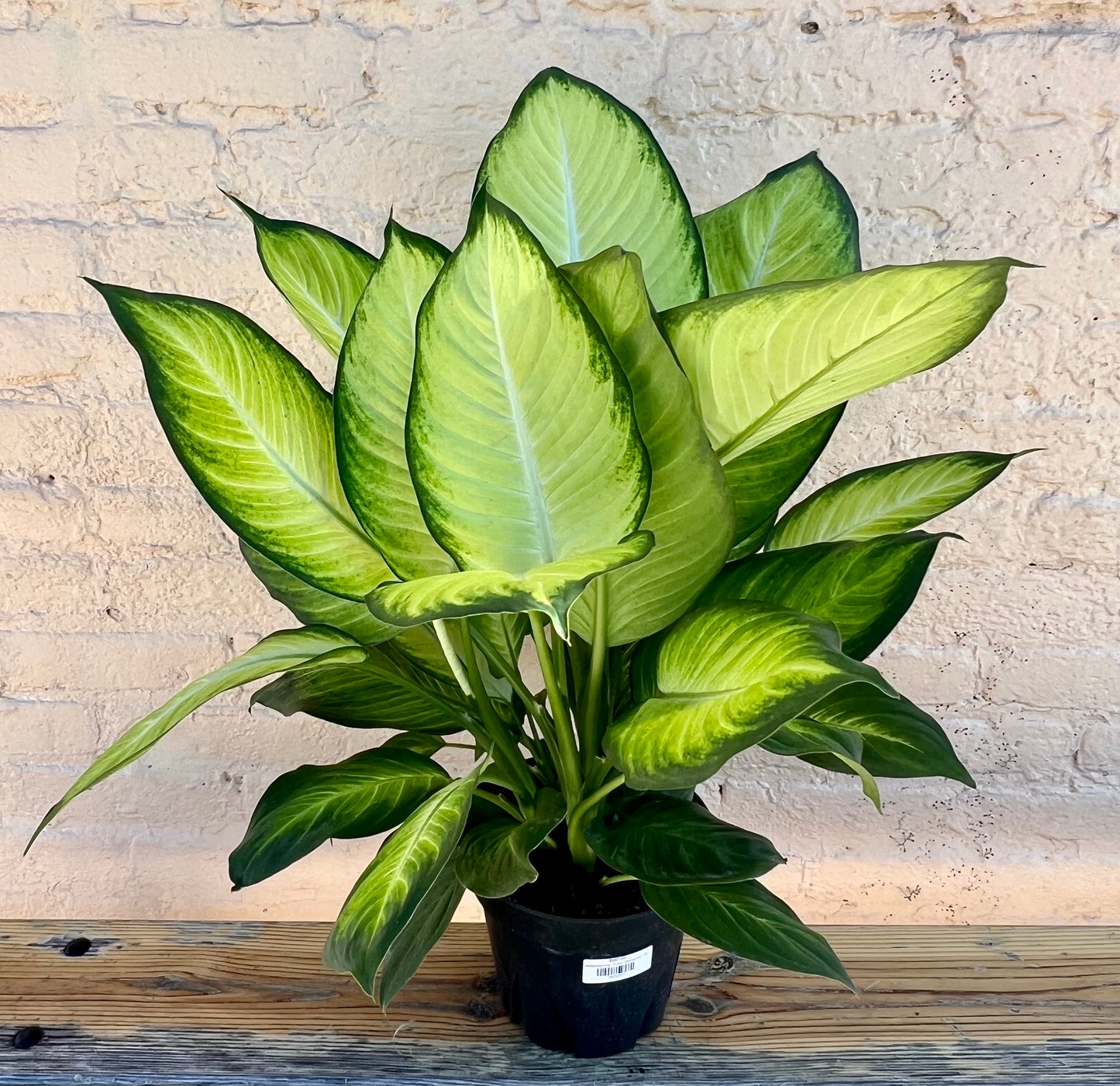 Dieffenbachia 'Tropic Marianne'