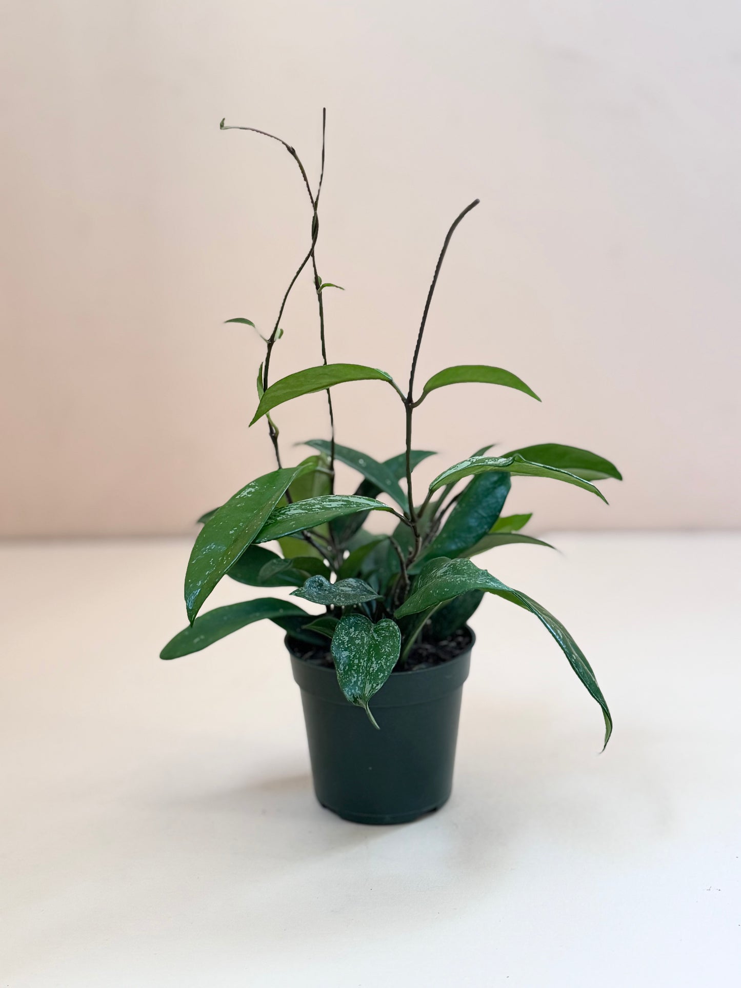 Hoya pubicalyx 'Speckled/Splash'